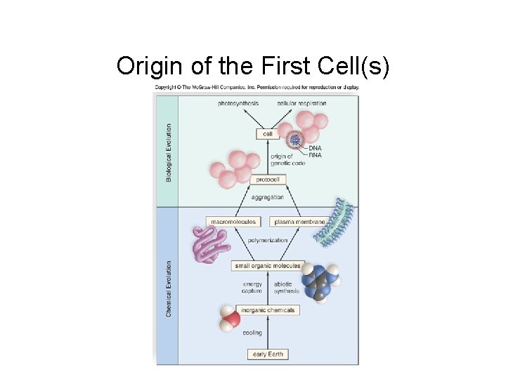 Origin of the First Cell(s) 