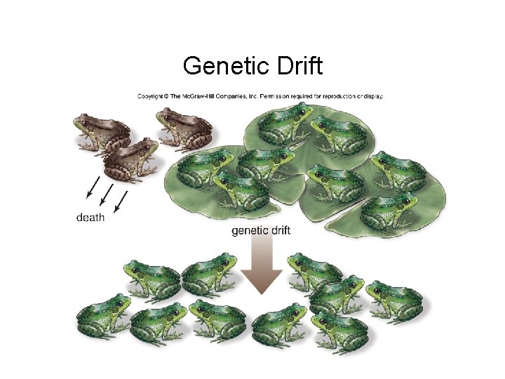 Genetic Drift 