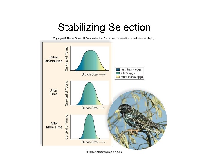 Stabilizing Selection 