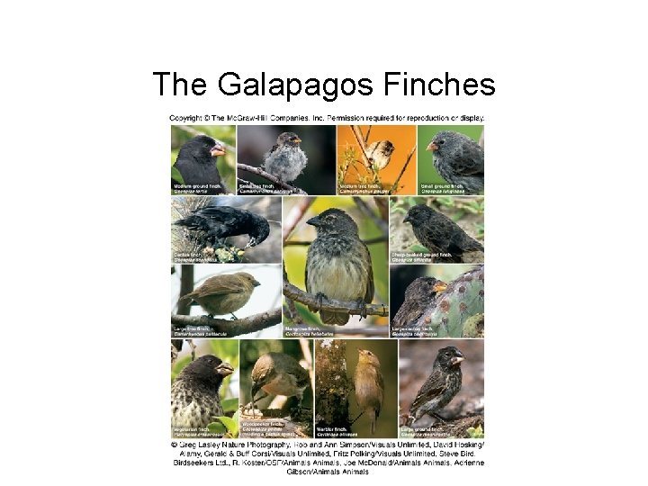 The Galapagos Finches 