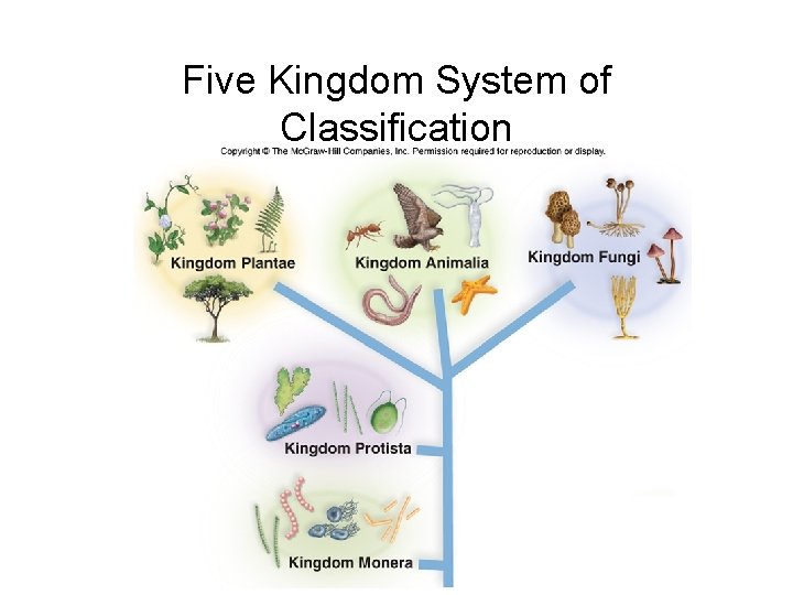 Five Kingdom System of Classification 