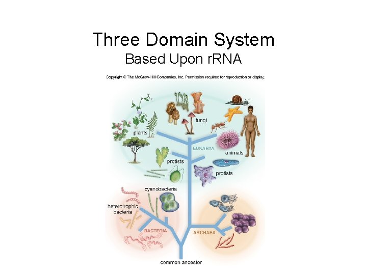 Three Domain System Based Upon r. RNA 