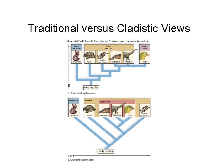 Traditional versus Cladistic Views 