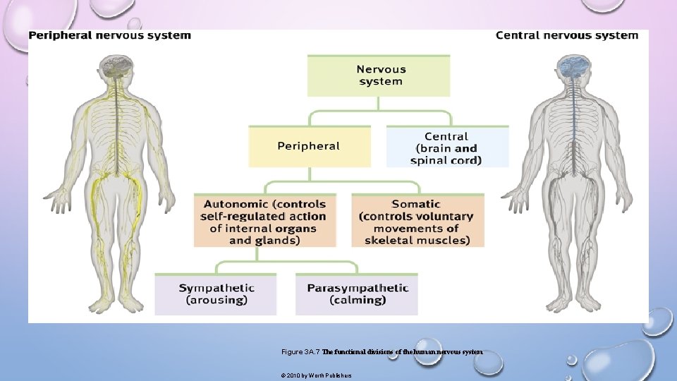 Figure 3 A. 7 The functional divisions of the human nervous system © 2010