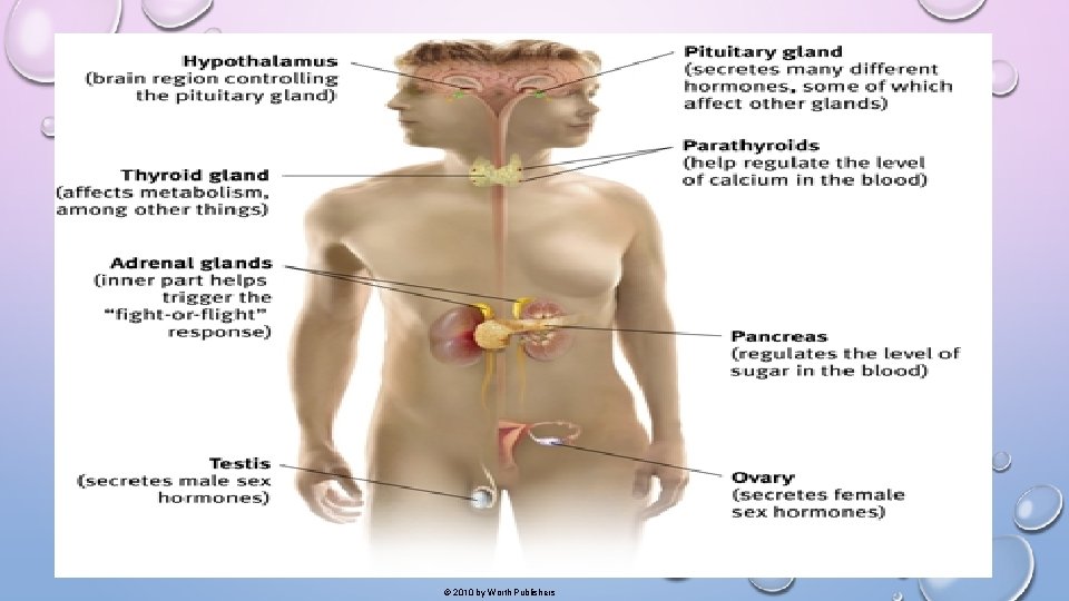 Figure 3 A. 11 The endocrine system © 2010 by Worth Publishers 