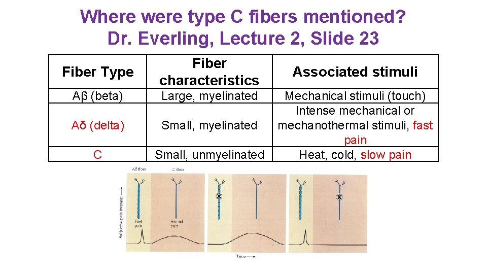 Where were type C fibers mentioned? Dr. Everling, Lecture 2, Slide 23 Fiber Type