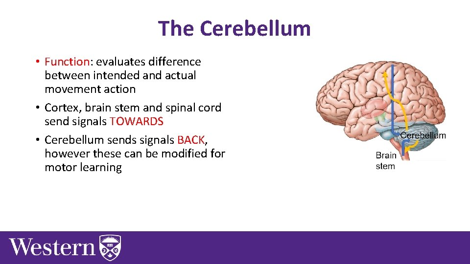 The Cerebellum • Function: evaluates difference between intended and actual movement action • Cortex,