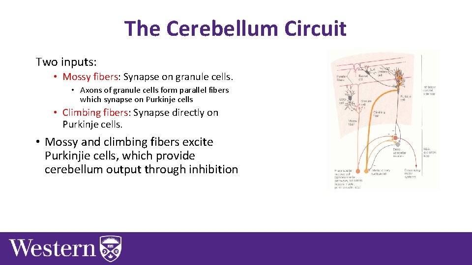 The Cerebellum Circuit Two inputs: • Mossy fibers: Synapse on granule cells. • Axons