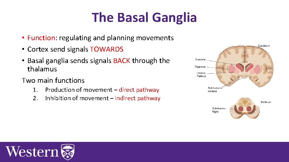 The Basal Ganglia • Function: regulating and planning movements • Cortex send signals TOWARDS