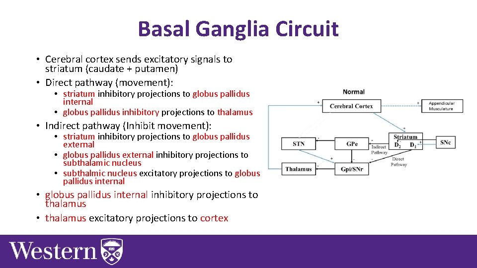 Basal Ganglia Circuit • Cerebral cortex sends excitatory signals to striatum (caudate + putamen)