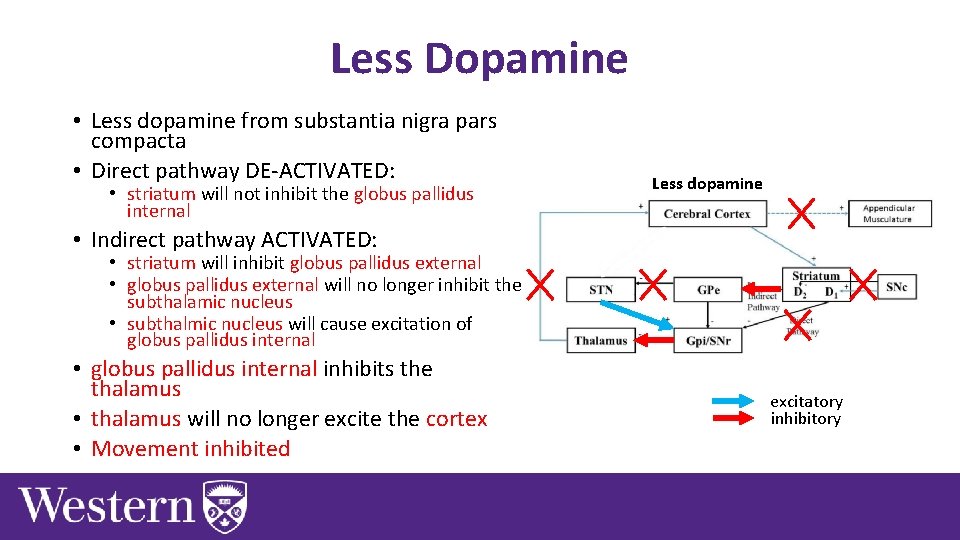 Less Dopamine • Less dopamine from substantia nigra pars compacta • Direct pathway DE-ACTIVATED: