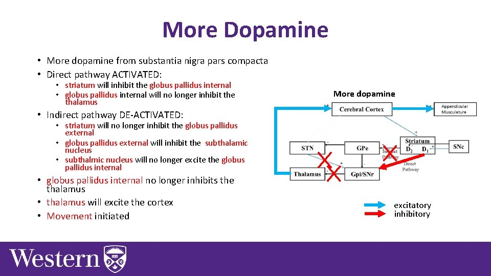 More Dopamine • More dopamine from substantia nigra pars compacta • Direct pathway ACTIVATED: