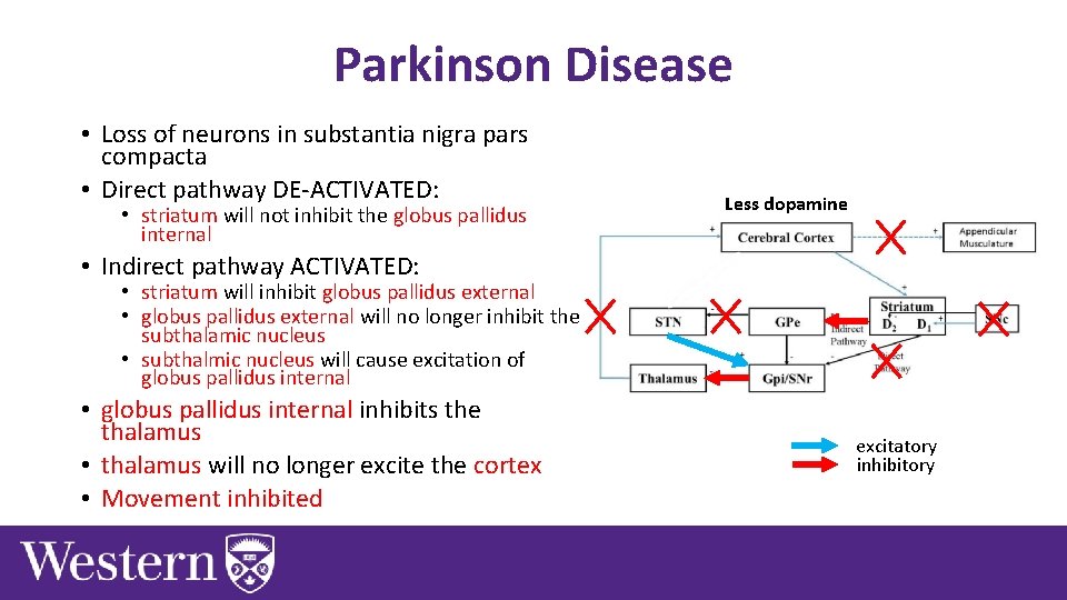 Parkinson Disease • Loss of neurons in substantia nigra pars compacta • Direct pathway