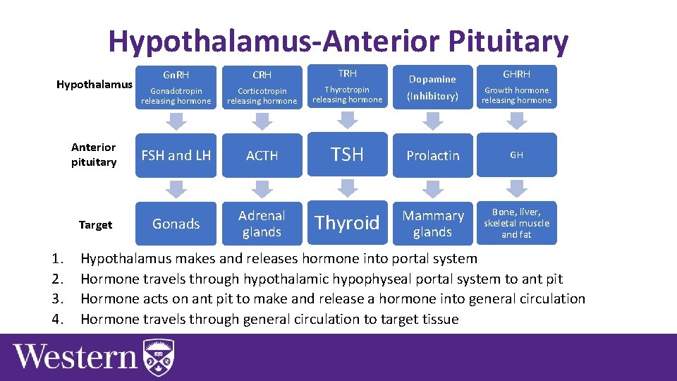 Hypothalamus-Anterior Pituitary Hypothalamus Anterior pituitary Target 1. 2. 3. 4. Gn. RH CRH TRH