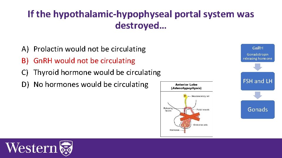 If the hypothalamic-hypophyseal portal system was destroyed… A) B) C) D) Prolactin would not