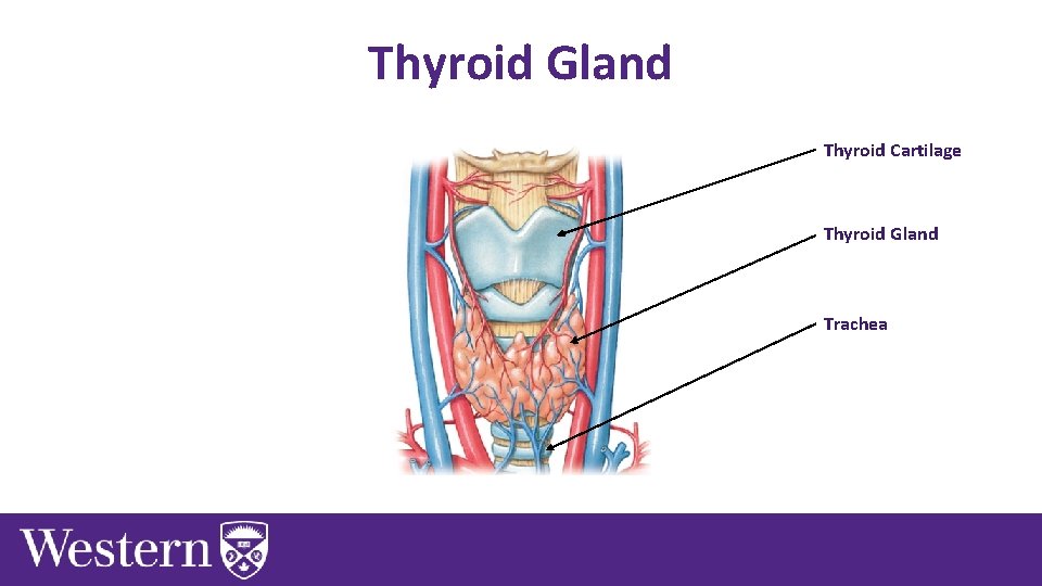 Thyroid Gland Thyroid Cartilage Thyroid Gland Trachea 