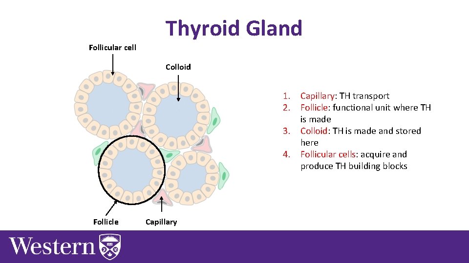 Follicular cell Thyroid Gland Colloid 1. Capillary: TH transport 2. Follicle: functional unit where