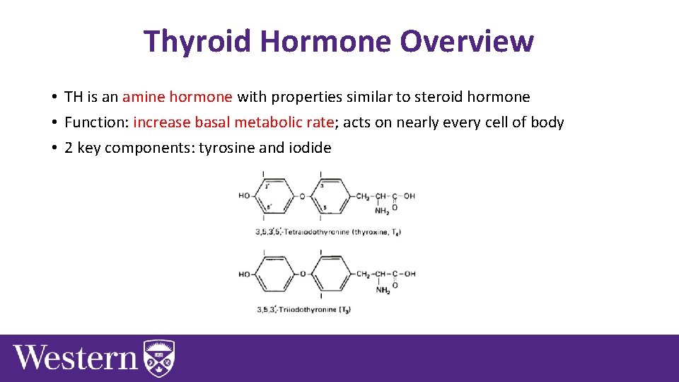 Thyroid Hormone Overview • TH is an amine hormone with properties similar to steroid
