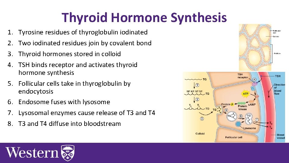 Thyroid Hormone Synthesis 1. 2. 3. 4. 5. 6. 7. 8. Tyrosine residues of