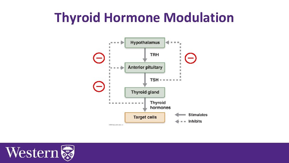 Thyroid Hormone Modulation 