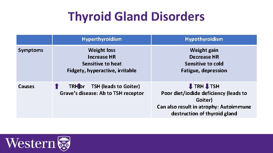 Thyroid Gland Disorders Symptoms Causes Hyperthyroidism Hypothyroidism Weight loss Increase HR Sensitive to heat