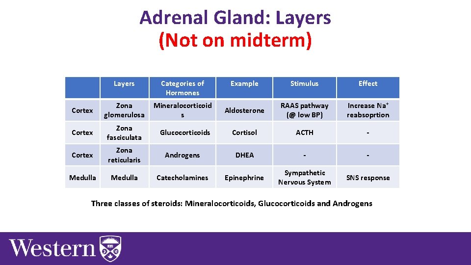 Adrenal Gland: Layers (Not on midterm) Layers Categories of Hormones Example Stimulus Effect Cortex