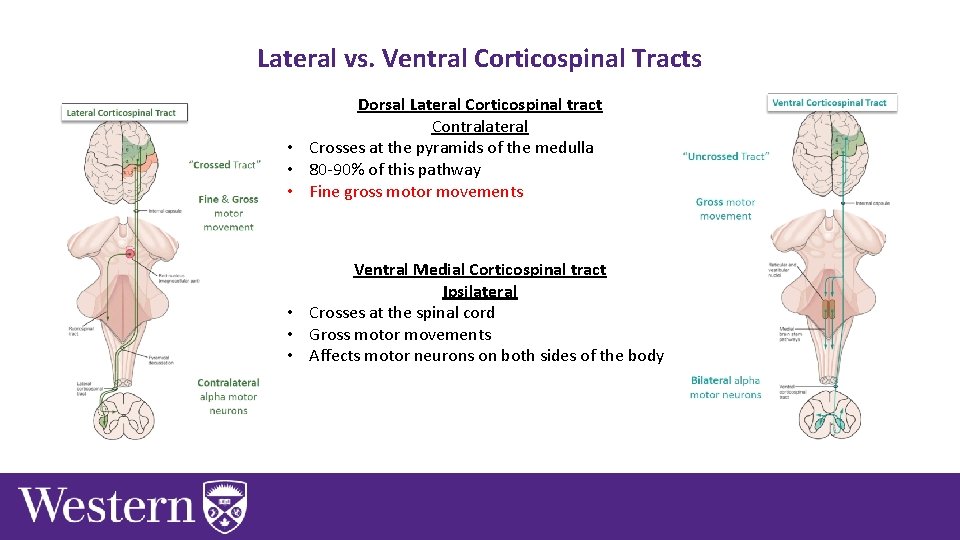 Lateral vs. Ventral Corticospinal Tracts Dorsal Lateral Corticospinal tract Contralateral • Crosses at the