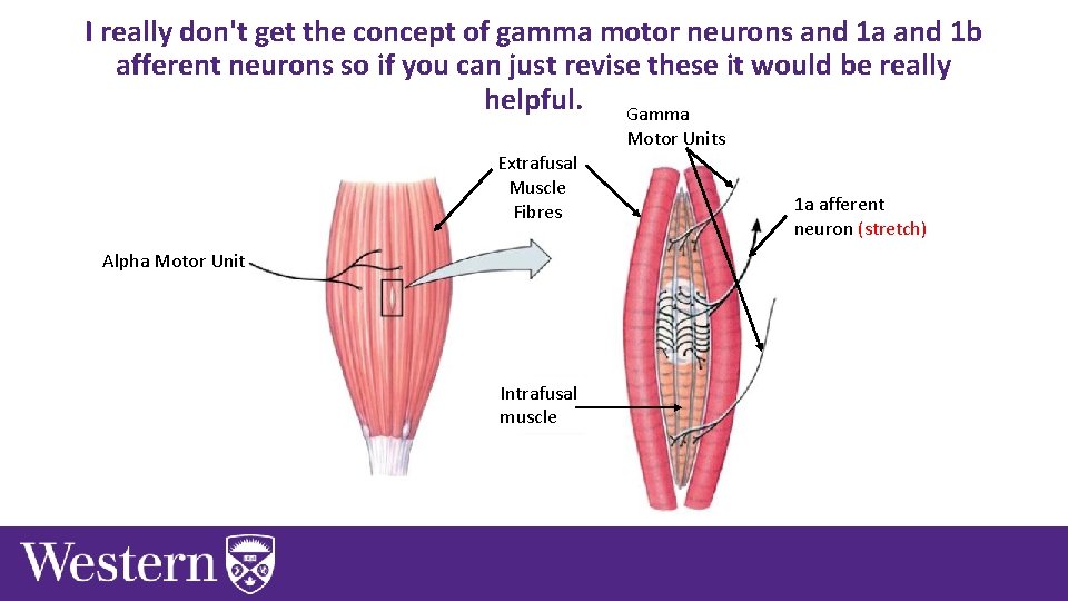 I really don't get the concept of gamma motor neurons and 1 a and