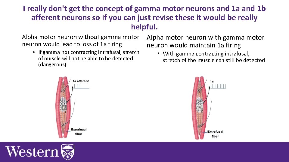 I really don't get the concept of gamma motor neurons and 1 a and