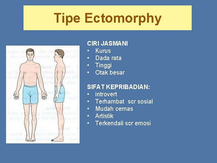 Tipe Ectomorphy CIRI JASMANI • Kurus • Dada rata • Tinggi • Otak besar