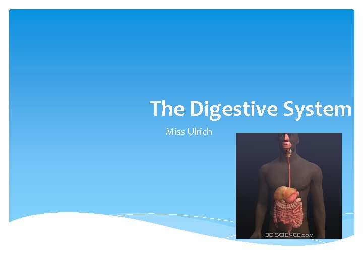 The Digestive System Miss Ulrich 