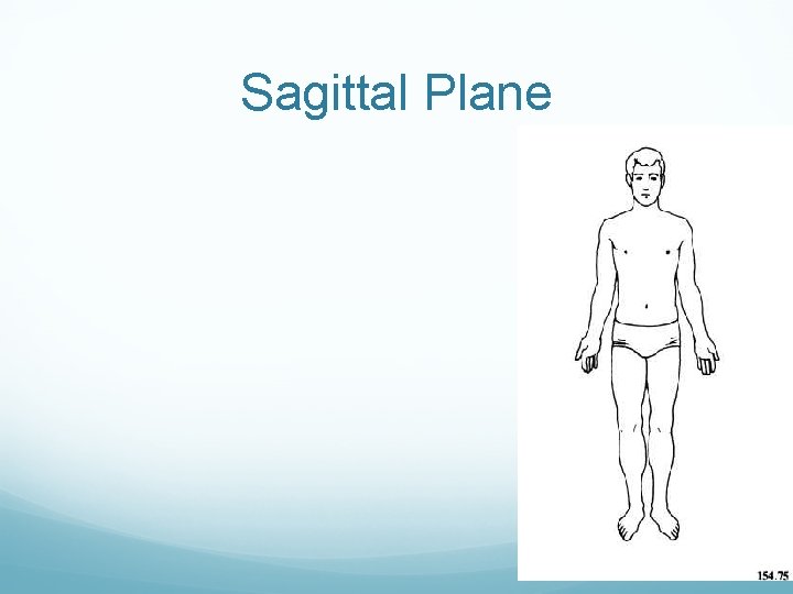 Sagittal Plane 