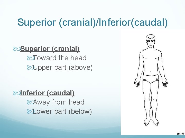 Superior (cranial)/Inferior(caudal) Superior (cranial) Toward the head Upper part (above) Inferior (caudal) Away from