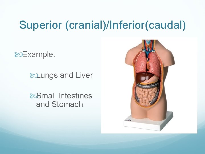 Superior (cranial)/Inferior(caudal) Example: Lungs and Liver Small Intestines and Stomach 