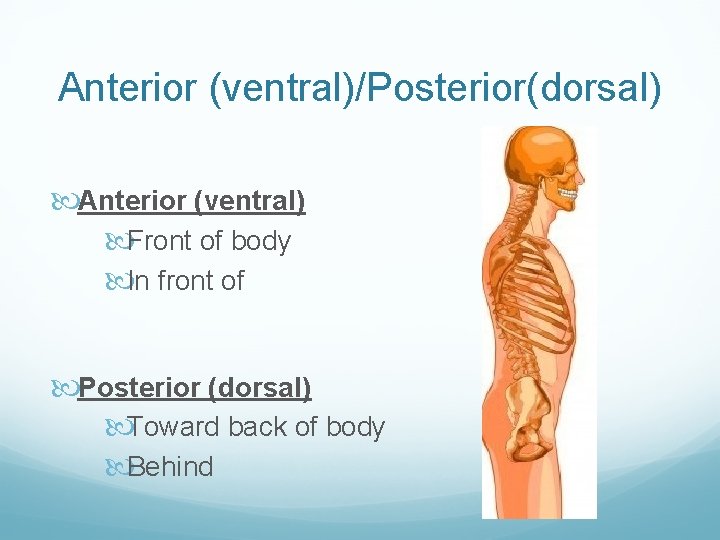 Anterior (ventral)/Posterior(dorsal) Anterior (ventral) Front of body In front of Posterior (dorsal) Toward back