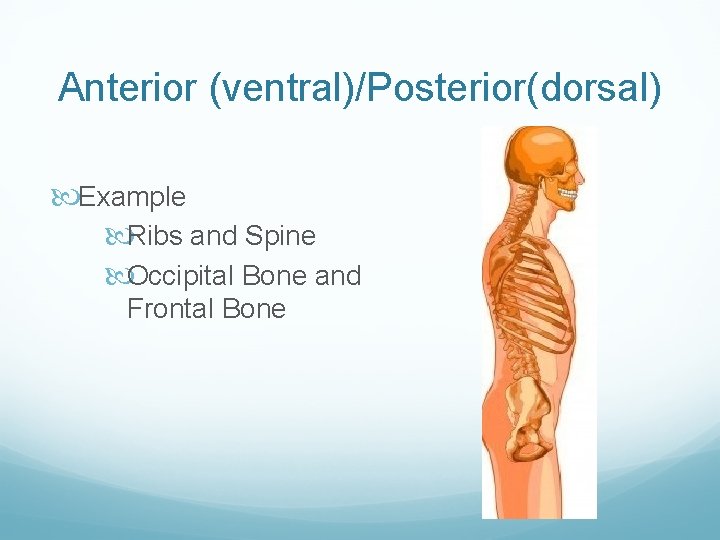 Anterior (ventral)/Posterior(dorsal) Example Ribs and Spine Occipital Bone and Frontal Bone 