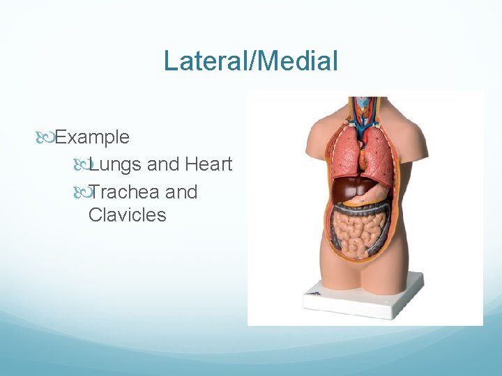 Lateral/Medial Example Lungs and Heart Trachea and Clavicles 