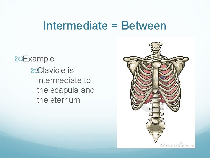 Intermediate = Between Example Clavicle is intermediate to the scapula and the sternum 