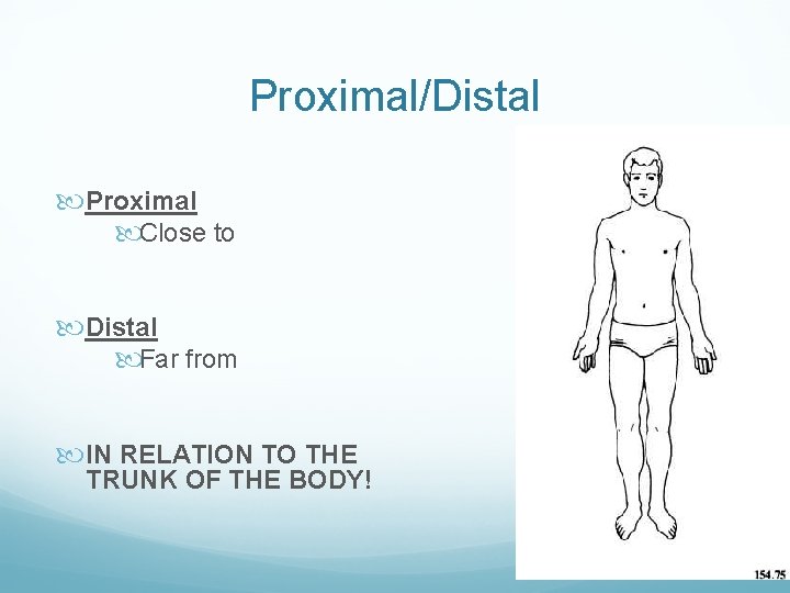 Proximal/Distal Proximal Close to Distal Far from IN RELATION TO THE TRUNK OF THE