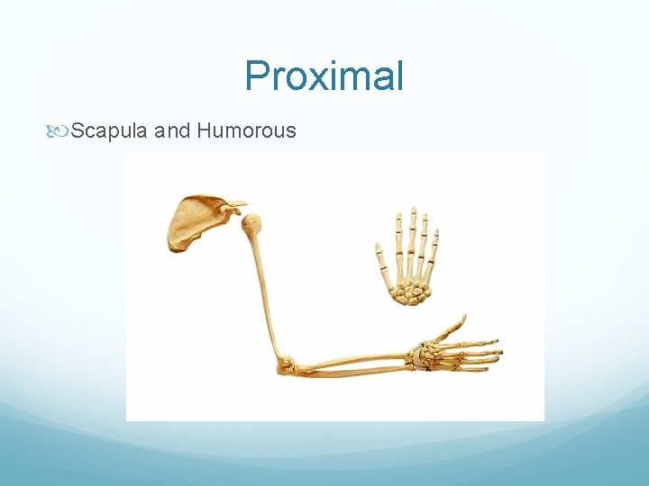 Proximal Scapula and Humorous 