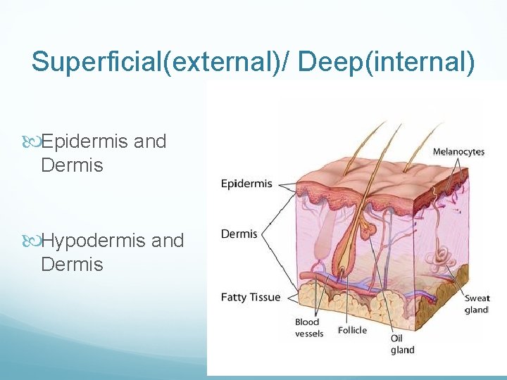 Superficial(external)/ Deep(internal) Epidermis and Dermis Hypodermis and Dermis 