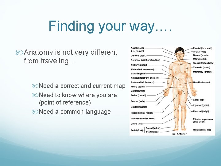 Finding your way…. Anatomy is not very different from traveling… Need a correct and