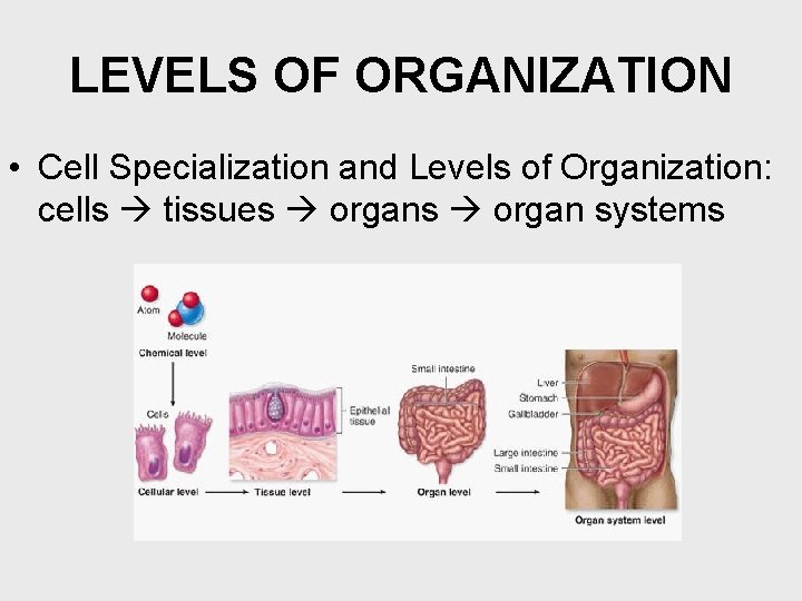 LEVELS OF ORGANIZATION • Cell Specialization and Levels of Organization: cells tissues organ systems