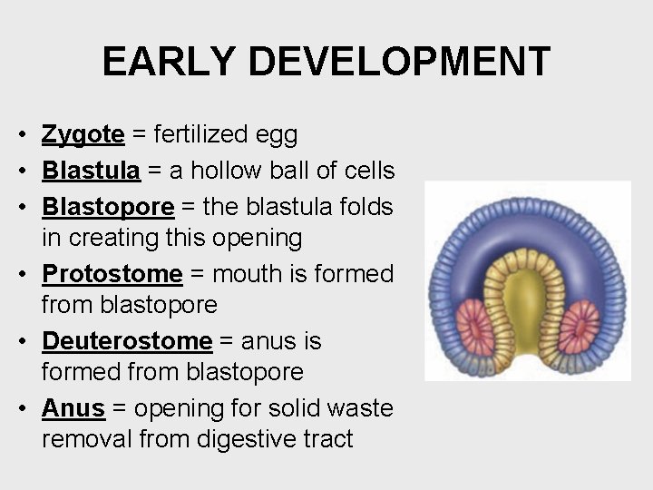 EARLY DEVELOPMENT • Zygote = fertilized egg • Blastula = a hollow ball of