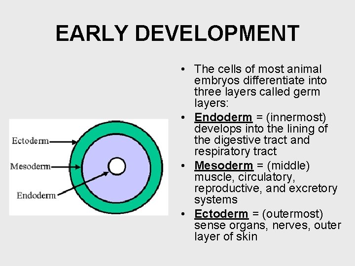 EARLY DEVELOPMENT • The cells of most animal embryos differentiate into three layers called