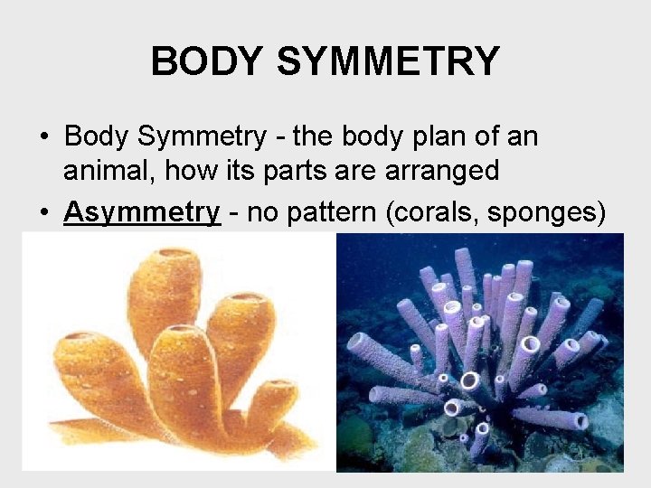 BODY SYMMETRY • Body Symmetry - the body plan of an animal, how its