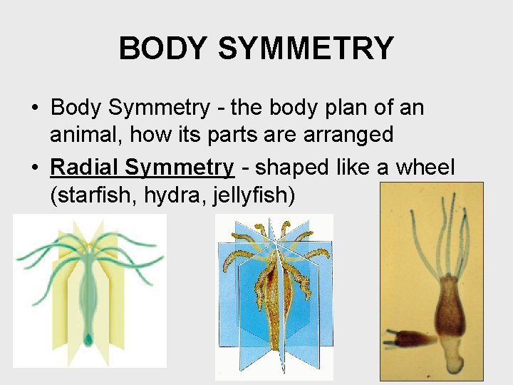 BODY SYMMETRY • Body Symmetry - the body plan of an animal, how its