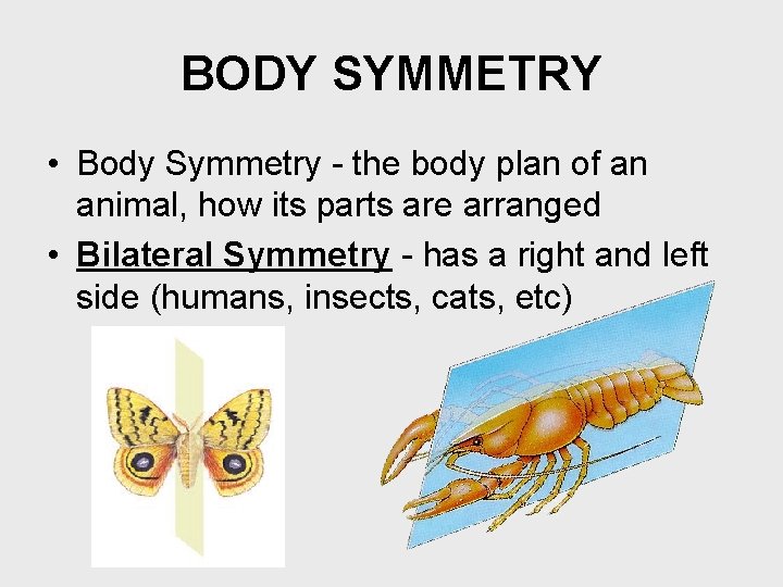 BODY SYMMETRY • Body Symmetry - the body plan of an animal, how its