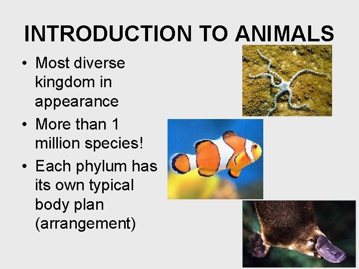 INTRODUCTION TO ANIMALS • Most diverse kingdom in appearance • More than 1 million