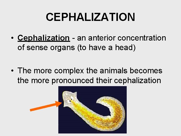 CEPHALIZATION • Cephalization - an anterior concentration of sense organs (to have a head)